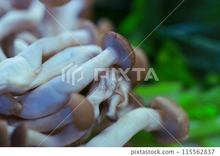 Shimeji mushrooms being cooked Shimeji mushrooms being cooked 115562837