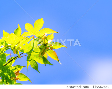 The beautiful new green leaves of maple trees against the blue sky The beautiful new green leaves of maple trees against the blue sky 115562859