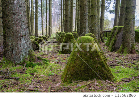 Westwall, Eifel, North Rhine Westphalia, Germany 115562860