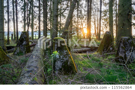 Westwall, Eifel, North Rhine Westphalia, Germany 115562864