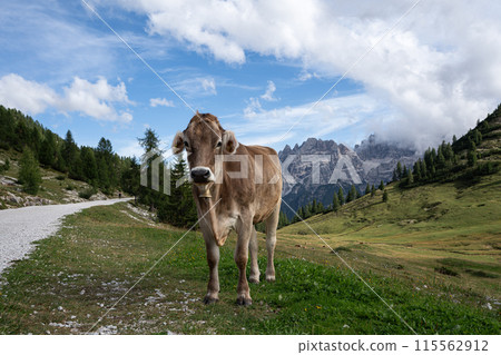 Prags valley, South Tirol, Italy, Europe 115562912