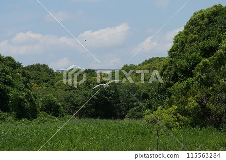 野生鳥類在自然保護區葛西臨海公園飛行 野生鳥類在自然保護區葛西臨海公園飛行 115563284