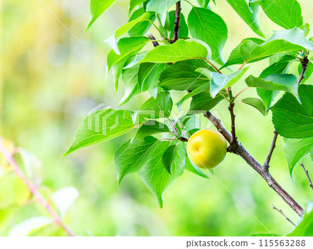 Fragrant ripe plums 115563288