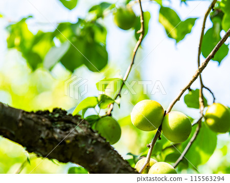 Fragrant ripe plums Fragrant ripe plums 115563294