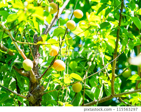 李子果實開始成熟,香氣濃鬱 李子果實開始成熟,香氣濃鬱 115563297