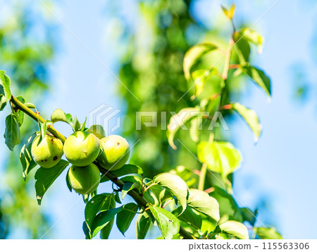 Fragrant ripe plums 115563306