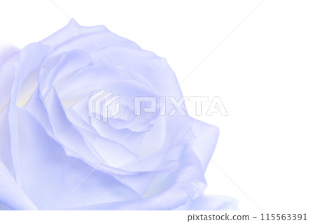 Blue rose Blue rose 115563391