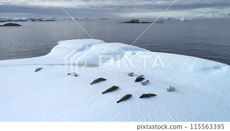 Seals resting on ice floe in Antarctica aerial drone shot. Animals lying on floating iceberg in polar ocean. Explore South Pole wildlife. Beauty of wild untouched nature. Antarctic winter landscape 115563395