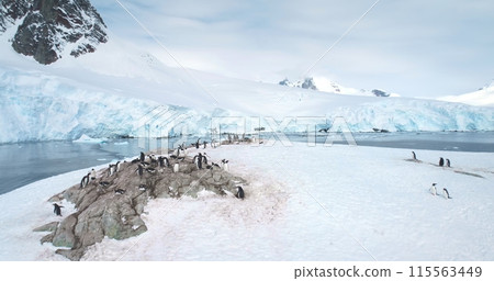 Group of penguins standing on Antarctic hill mountain top. Sea birds huddled together on stone covered white snow. Explore wildlife in Antarctica. Global warming, climate change. Aerial drone panorama Group of penguins standing on Antarctic hill mountain top. Sea birds huddled together on stone covered white snow. Explore wildlife in Antarctica. Global warming, climate change. Aerial drone panorama 115563449