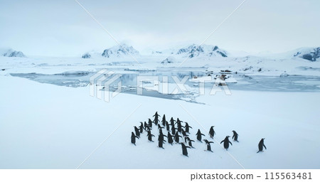 Gentoo penguins group walking snow covered hill in Antarctica. Funny sea birds running to frozen ocean bay, mountains in background. Explore Antarctic wildlife animal behavior. Aerial view drone shot 115563481