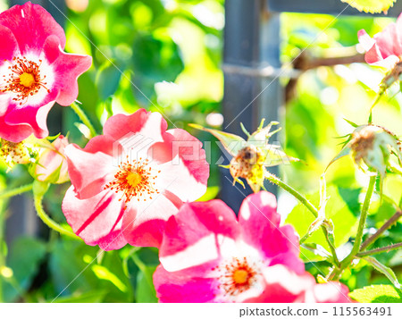 美麗的初夏風光，春天的玫瑰盛開，芬芳的美麗 115563491