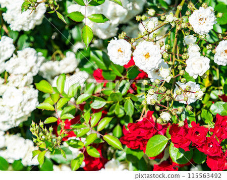 美麗的初夏風光，春天的玫瑰盛開，芬芳的美麗 115563492