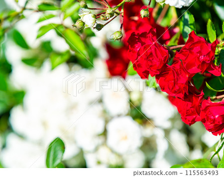 美麗的初夏風光，春天的玫瑰盛開，芬芳的美麗 115563493
