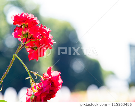 Beautiful early summer scenery, spring roses in full bloom with scented beauty 115563496