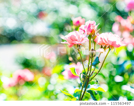 Beautiful early summer scenery, spring roses in full bloom with scented beauty 115563497