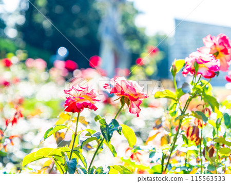 美麗的初夏風光，春天的玫瑰盛開，芬芳的美麗 115563533