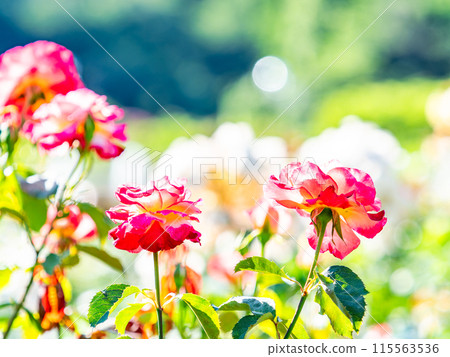 Beautiful early summer scenery, spring roses in full bloom with scented beauty 115563536