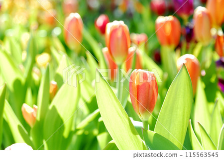 Tulip field 115563545