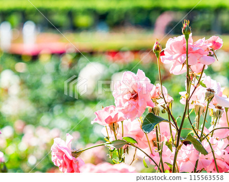 Beautiful early summer scenery, spring roses in full bloom with scented beauty Beautiful early summer scenery, spring roses in full bloom with scented beauty 115563558