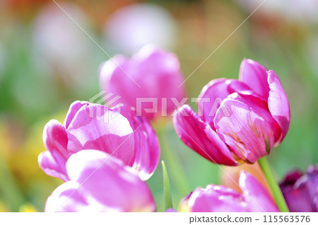 Tulip field Tulip field 115563576