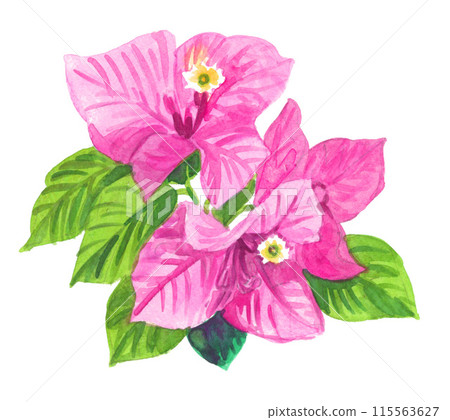 Bougainvillea painted in watercolor 24615pix7 115563627