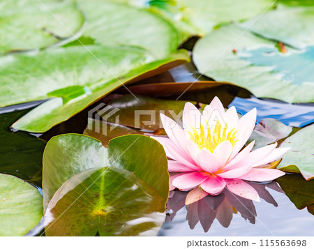 Refreshing waterside scenery in early summer Neat and clean water lilies beginning to bloom 115563698