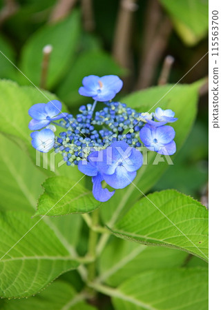 Blue hydrangea 115563700