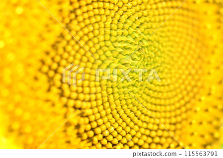 夏天花向日葵 115563791