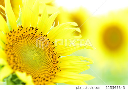 夏天花向日葵 夏天花向日葵 115563843