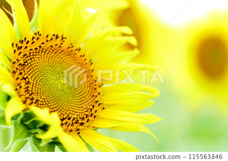 Summer flower Sunflower 115563846