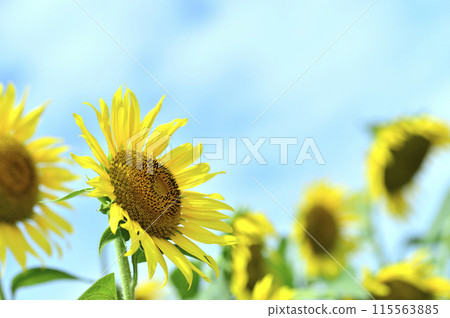 Summer flower Sunflower 115563885