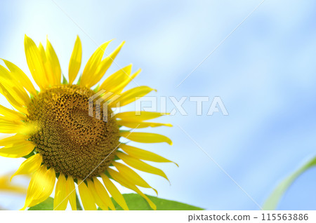 Summer flower Sunflower 115563886