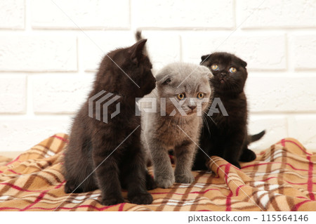 Two black and one grey british kittens on plaid background 115564146