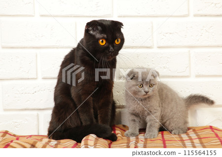 Grey british kitten with mom on plaid background Grey british kitten with mom on plaid background 115564155