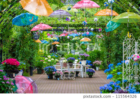 English Garden Hydrangea Fair 115564326
