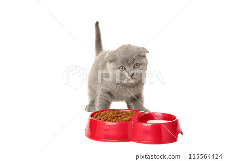 Gray british shorthair kitten eats isolated on white background Gray british shorthair kitten eats isolated on white background 115564424