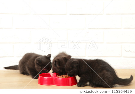 Two black british shorthair kittens eats on white background 115564439