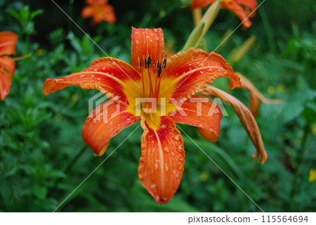 Large orange lily with raindrops. A tall flower with many orange bells, the pistil and stamens are long. 115564694