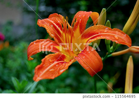Large orange lily with raindrops. A tall flower with many orange bells, the pistil and stamens are long. Large orange lily with raindrops. A tall flower with many orange bells, the pistil and stamens are long. 115564695
