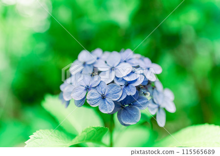 上野盛開的美麗繡球花 115565689