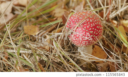 Fly-agaric in a autumn forest. Mushroom red fly agaric amanita muscaria in natural environment. Close up. Fly-agaric in a autumn forest. Mushroom red fly agaric amanita muscaria in natural environment. Close up. 115565843