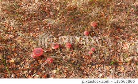 Fly-agaric in a autumn forest. Mushroom red fly agaric amanita muscaria in natural environment. Wide shot. Fly-agaric in a autumn forest. Mushroom red fly agaric amanita muscaria in natural environment. Wide shot. 115565860
