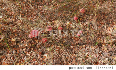 Amanita muscaria in autumn. Red head of fly agaric mushroom on forest ground. Wide shot. Amanita muscaria in autumn. Red head of fly agaric mushroom on forest ground. Wide shot. 115565861