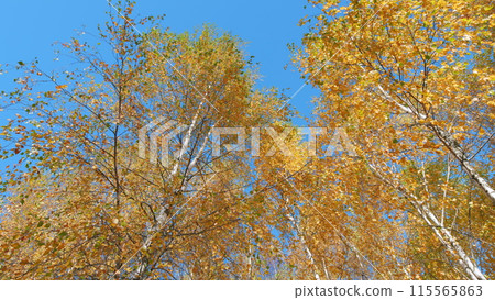 Warm autumn sun shining through golden treetops. Autumn leaves with blue sky background. Low angle view. 115565863