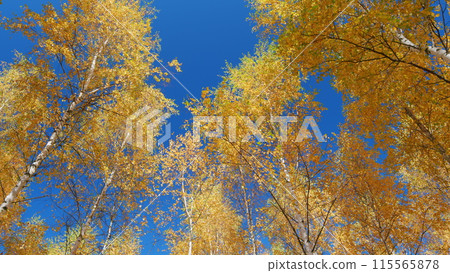 Trees with multi-colored autumn leaves against the blue sky. Colourful autumn foliage on blue sky. Low angle view. 115565878
