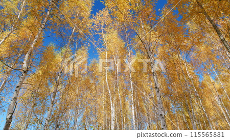 Beautiful autumn in orange forest. Scenic nature wallpaper. Low angle view. Beautiful autumn in orange forest. Scenic nature wallpaper. Low angle view. 115565881