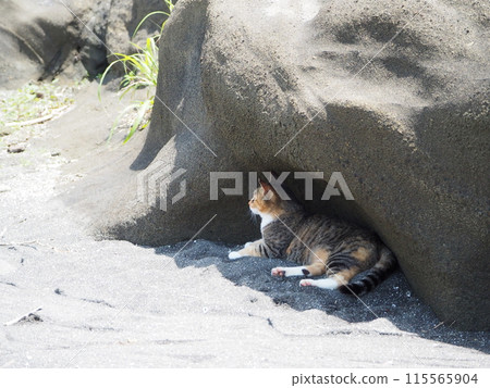 Stray cat cooling off in the shade of a rock Stray cat cooling off in the shade of a rock 115565904