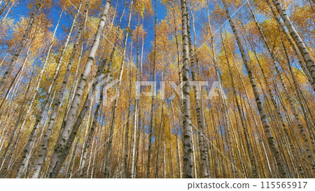 Golden trees in autumn forest. Autumn nature background. Bright yellow birch leaves. Tilt up. 115565917