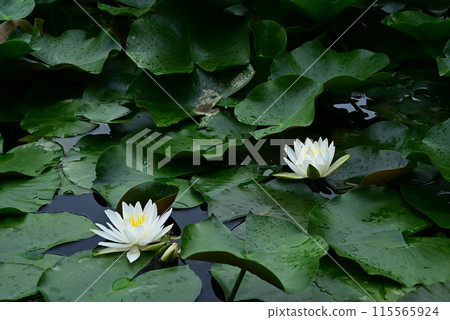 White water lily 115565924
