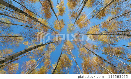 Autumn forest on a sunny day. Colorful tree branches in sunny forest. Wide shot. 115565955